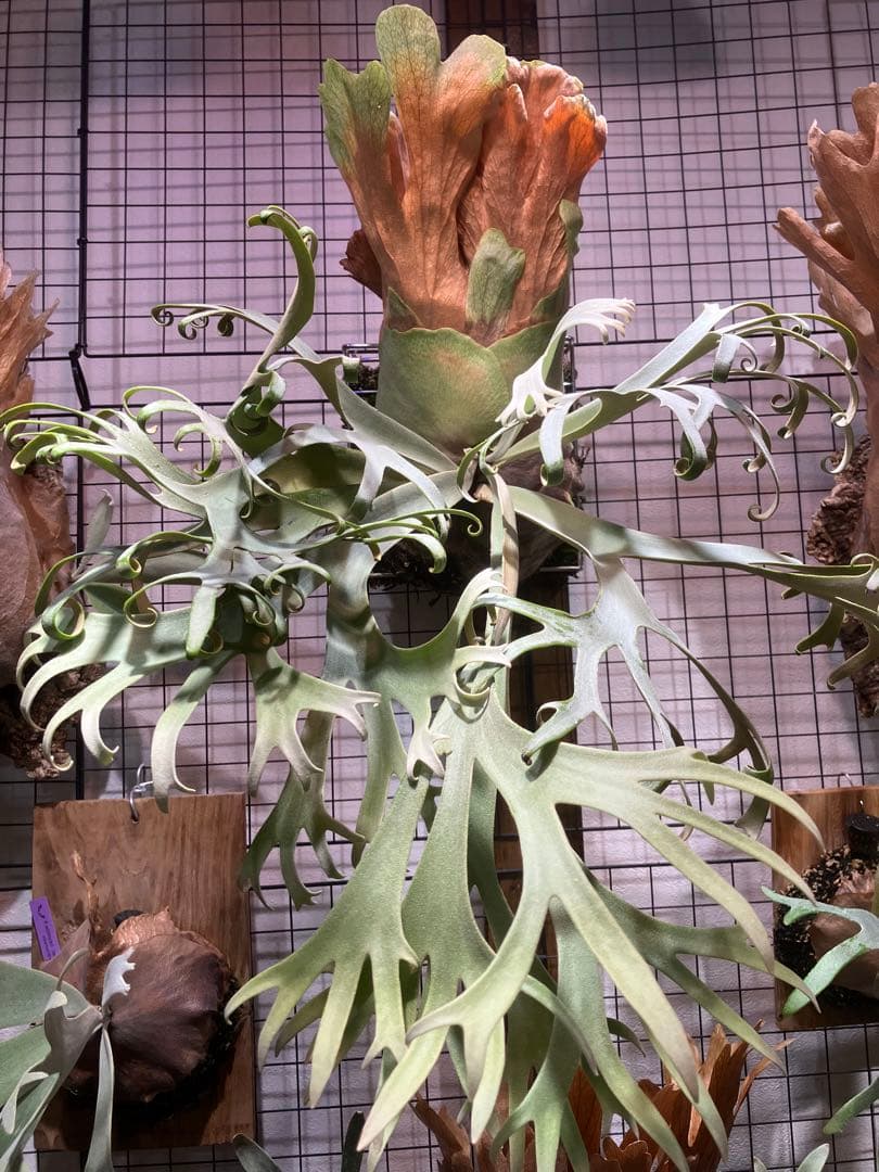 【胞子】ビカクシダ P. Willinckii Blue Queen