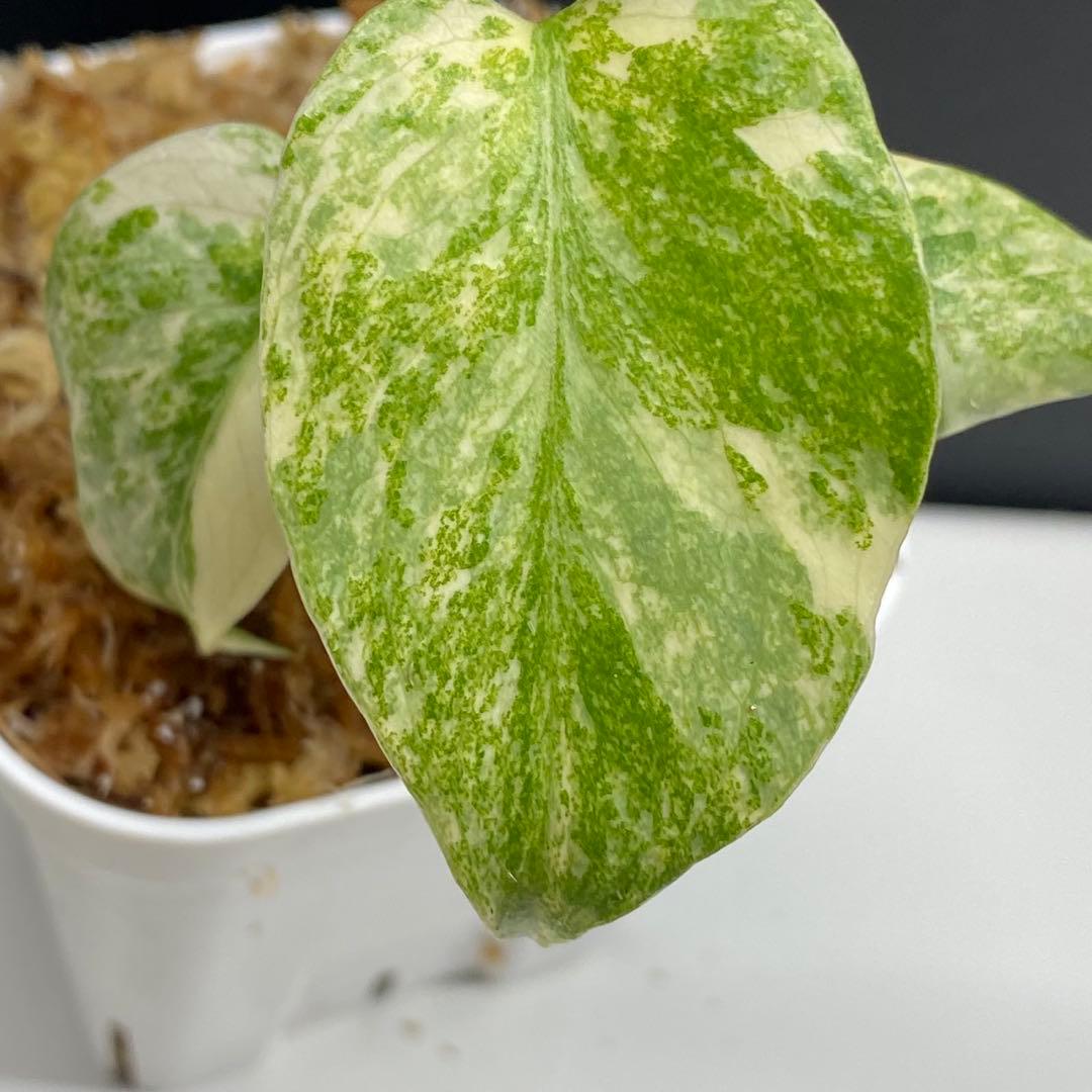ク*ア様 モンステラ　グリーンスノー　バールマルクスフレーム　2株セット