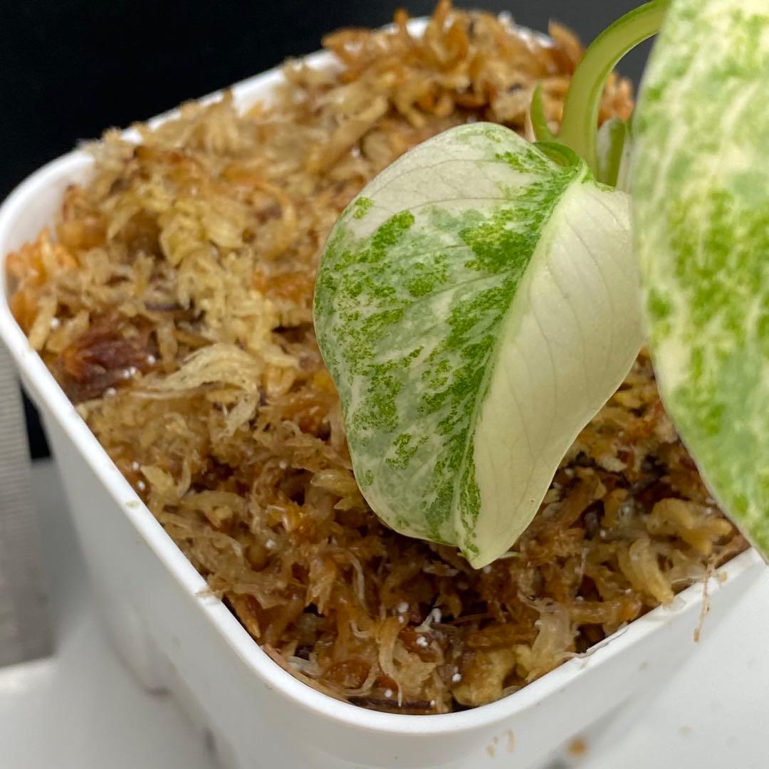 ク*ア様 モンステラ　グリーンスノー　バールマルクスフレーム　2株セット