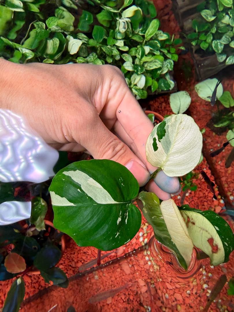 アヌビアスナナ　斑入りキング