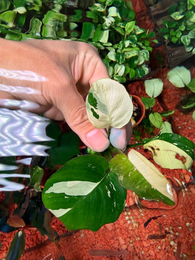 アヌビアスナナ　斑入りキング