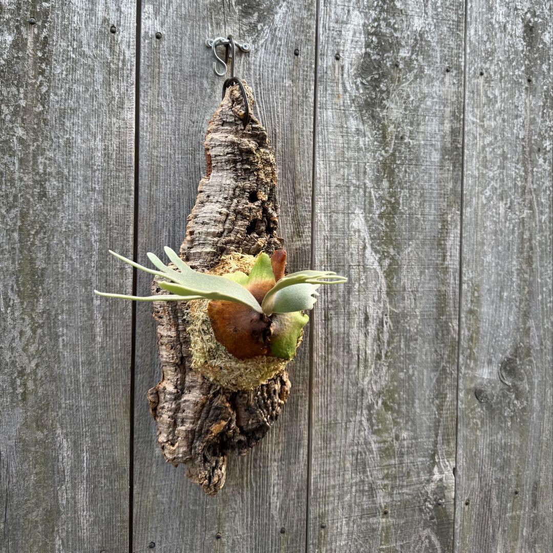 P.willinckii jade girl sporeling ビカクシダ