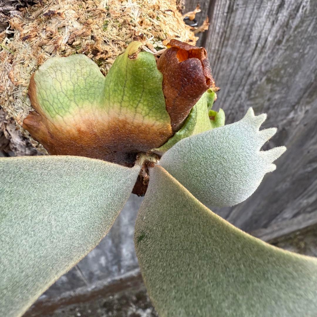 P.willinckii jade girl sporeling ビカクシダ