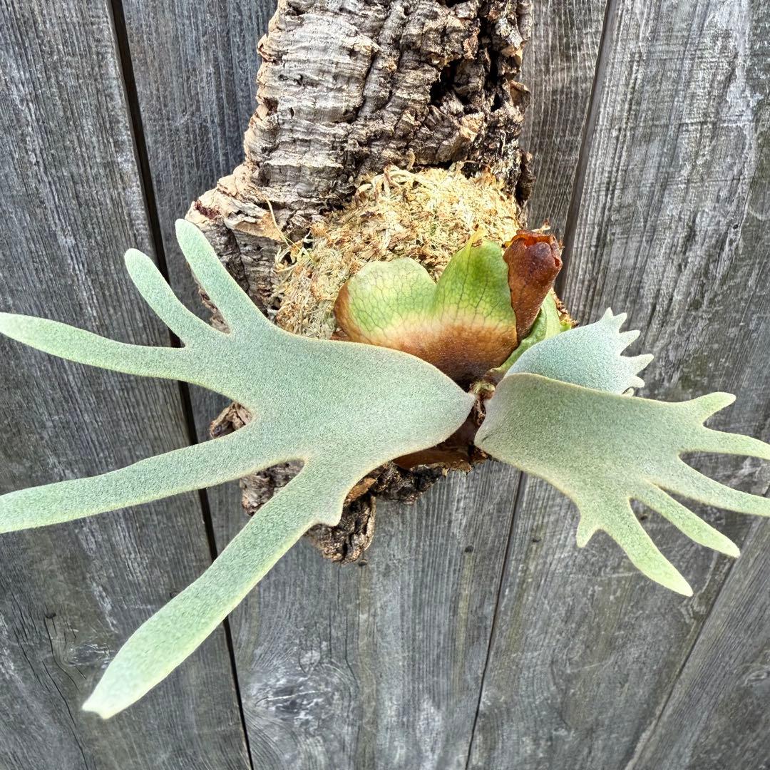 P.willinckii jade girl sporeling ビカクシダ