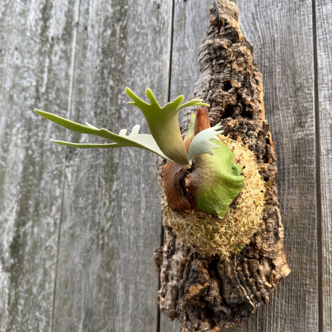 P.willinckii jade girl sporeling ビカクシダ