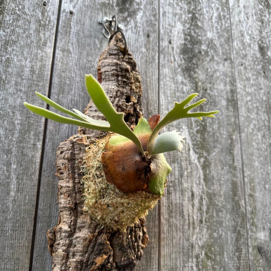 P.willinckii jade girl sporeling ビカクシダ