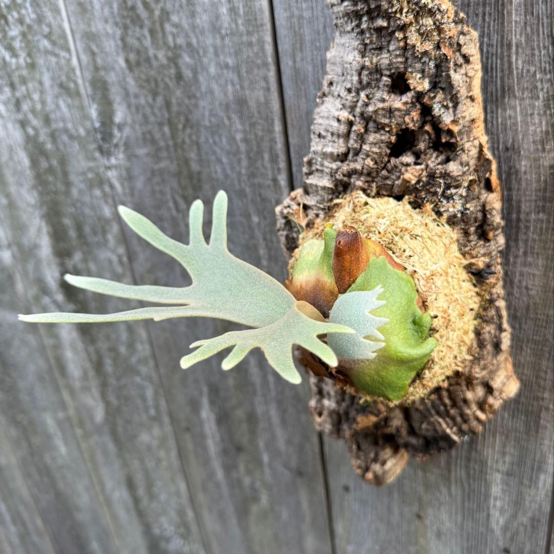 P.willinckii jade girl sporeling ビカクシダ