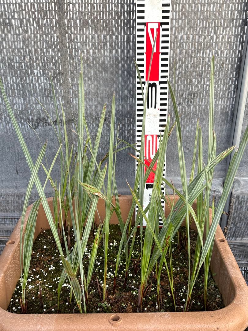 ブラヘアアルマータ　33本以上　ロストラータ