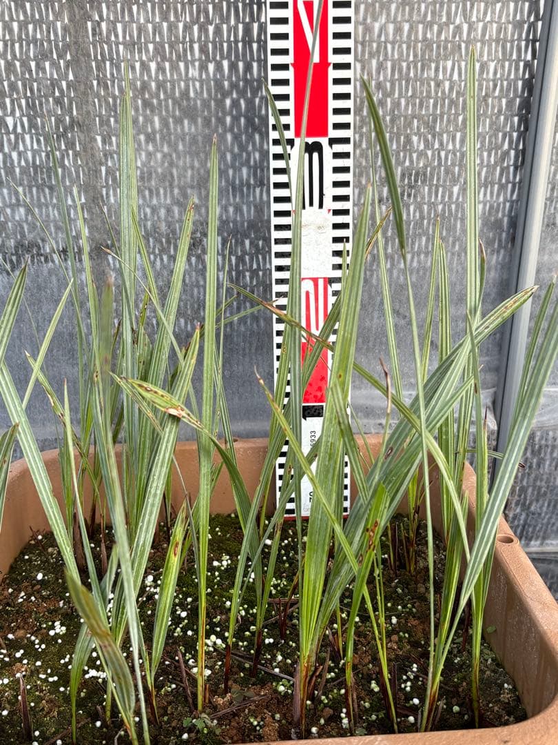 ブラヘアアルマータ　33本以上　ロストラータ