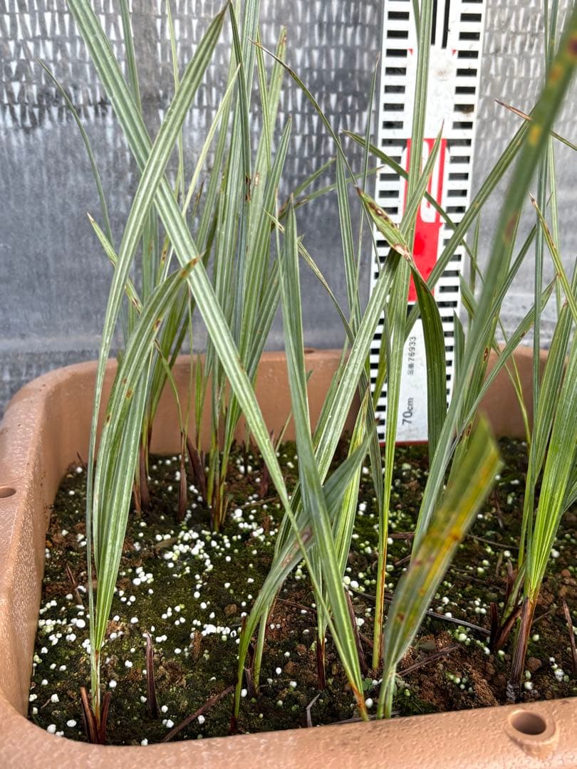 ブラヘアアルマータ　33本以上　ロストラータ