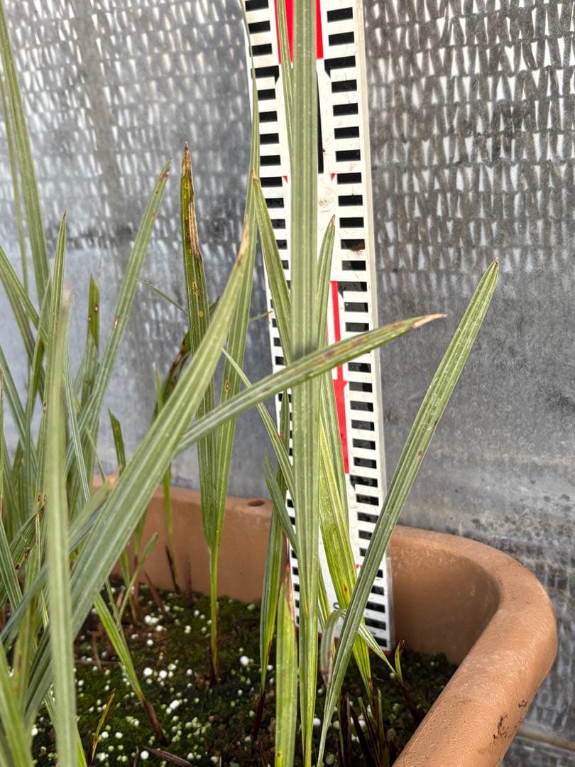 ブラヘアアルマータ　33本以上　ロストラータ