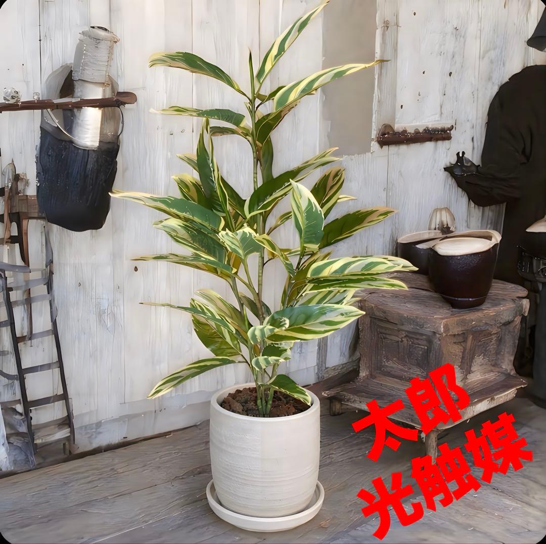 光触媒　人工観葉植物　ウォールグリーン　フェイクグリーン　クテナンテ陶器