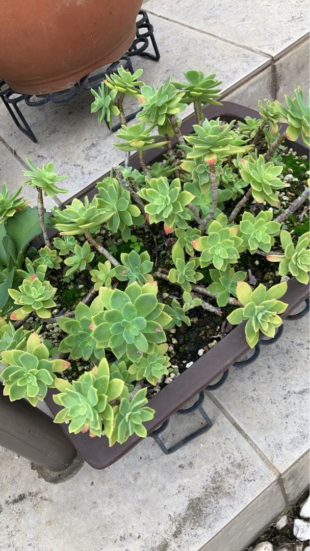 薄化粧　鉢ごと発送