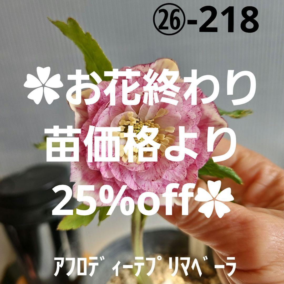 ㉖-218クリスマスローズ