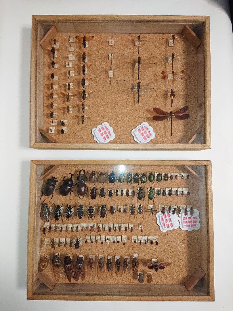 ③昆虫類トンボ カブトムシ 標本 2セット■大型標本箱 ドイツ箱 桐箱ケース付き