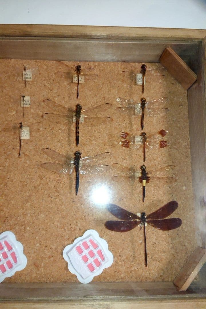 ③昆虫類トンボ カブトムシ 標本 2セット■大型標本箱 ドイツ箱 桐箱ケース付き