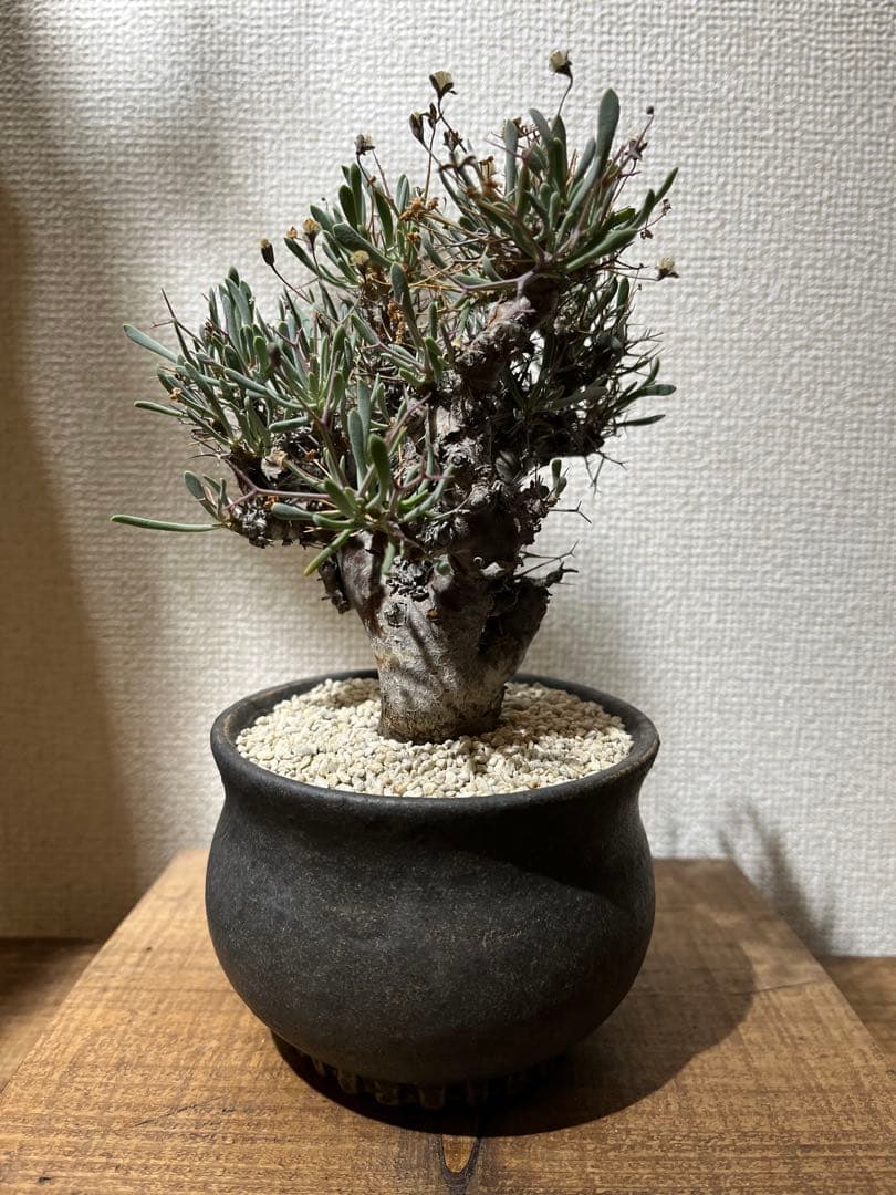 オトンナ　ユーフォルビオイデス　福井亜紀