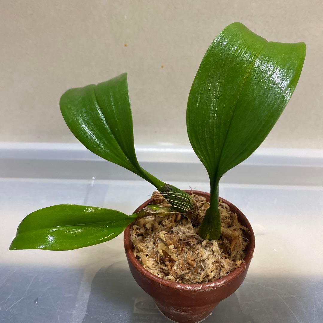 ［洋蘭原種］Bulb. claptonense aurea