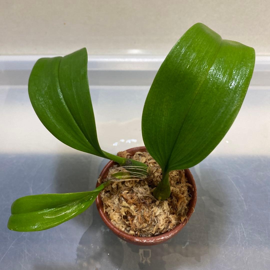 ［洋蘭原種］Bulb. claptonense aurea