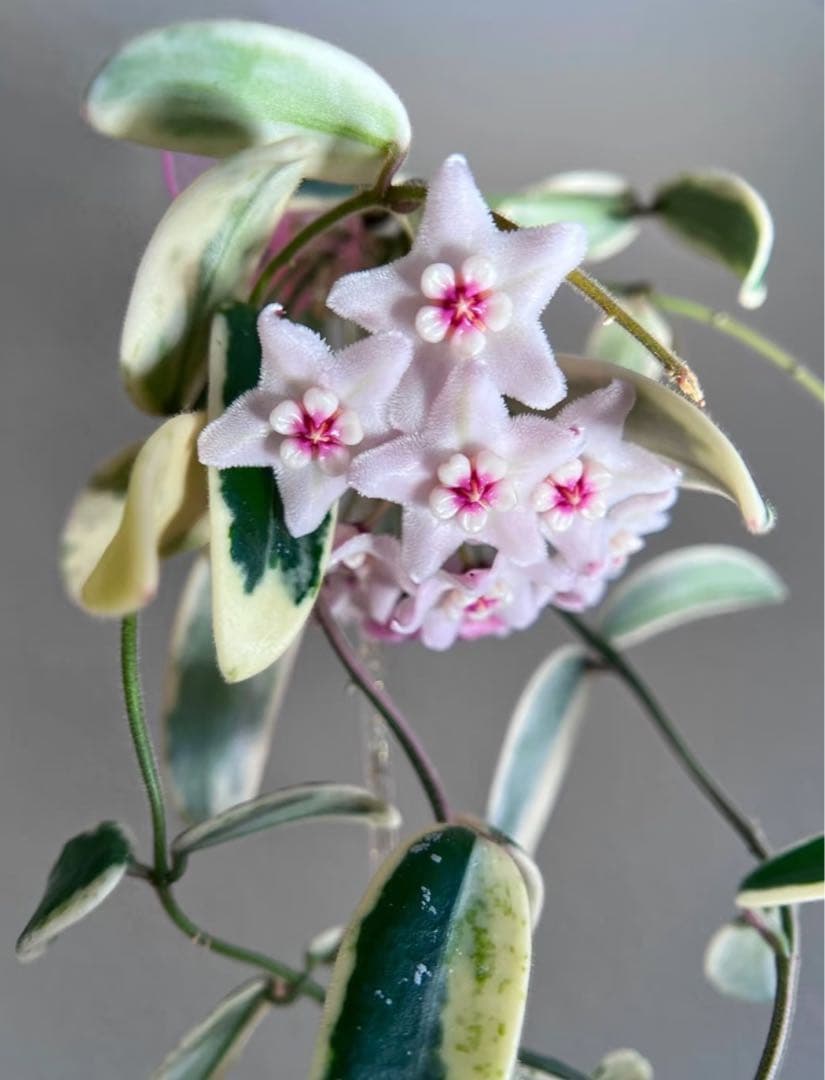 レア　ホヤ　Hoya Lyi Prism ライプリズム　サクララン　中苗