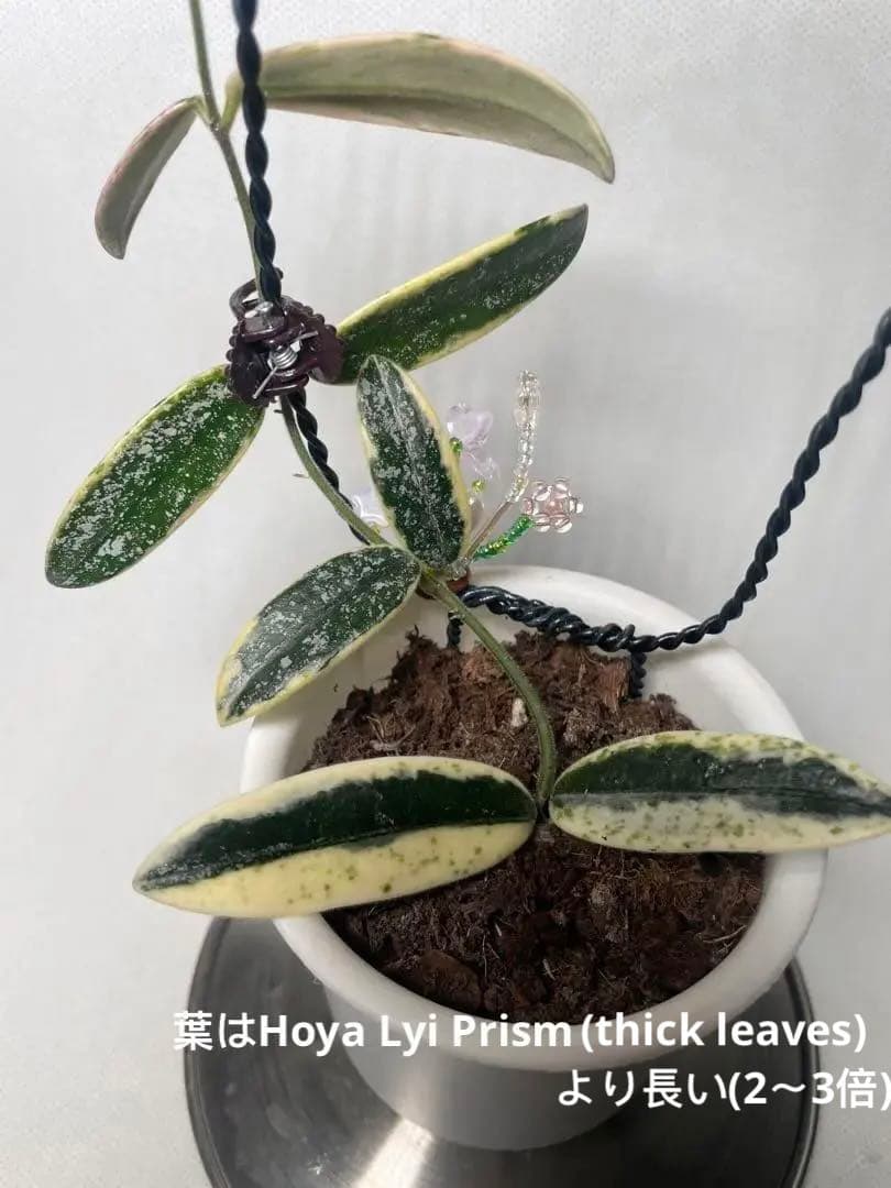 レア　ホヤ　Hoya Lyi Prism ライプリズム　サクララン　中苗