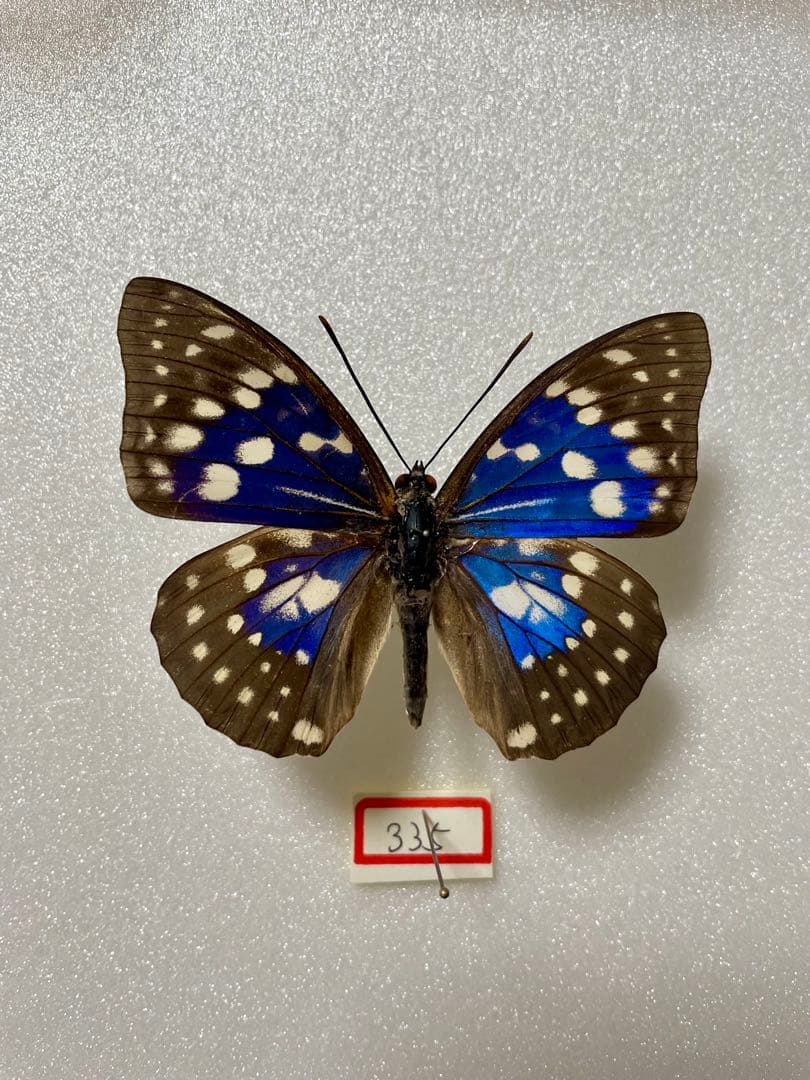 モルフォオオムラサキ（オス、滋賀県）