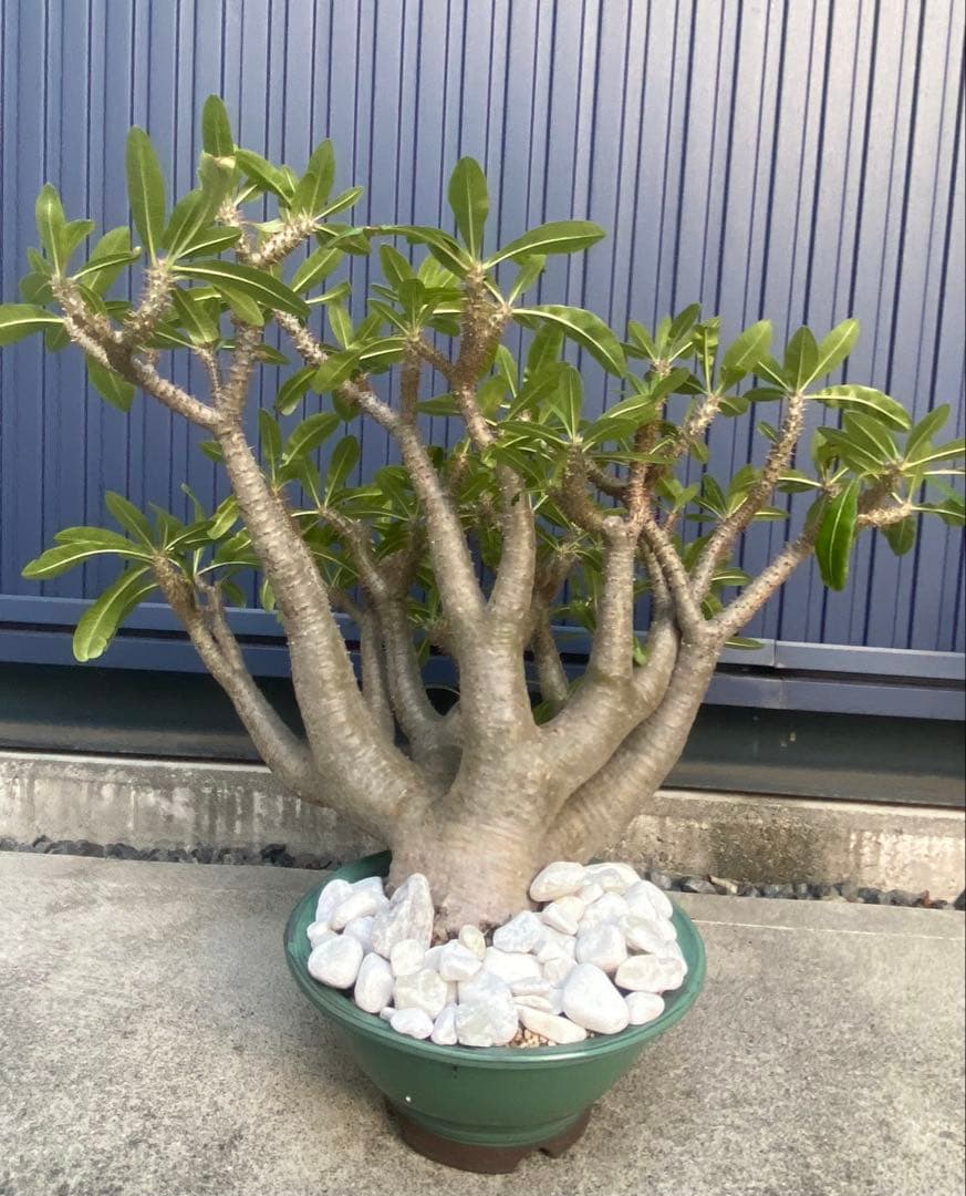 パキポディウムマカイエンセ　巨大　キングドラゴン