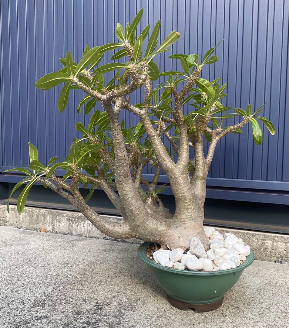 パキポディウムマカイエンセ　巨大　キングドラゴン