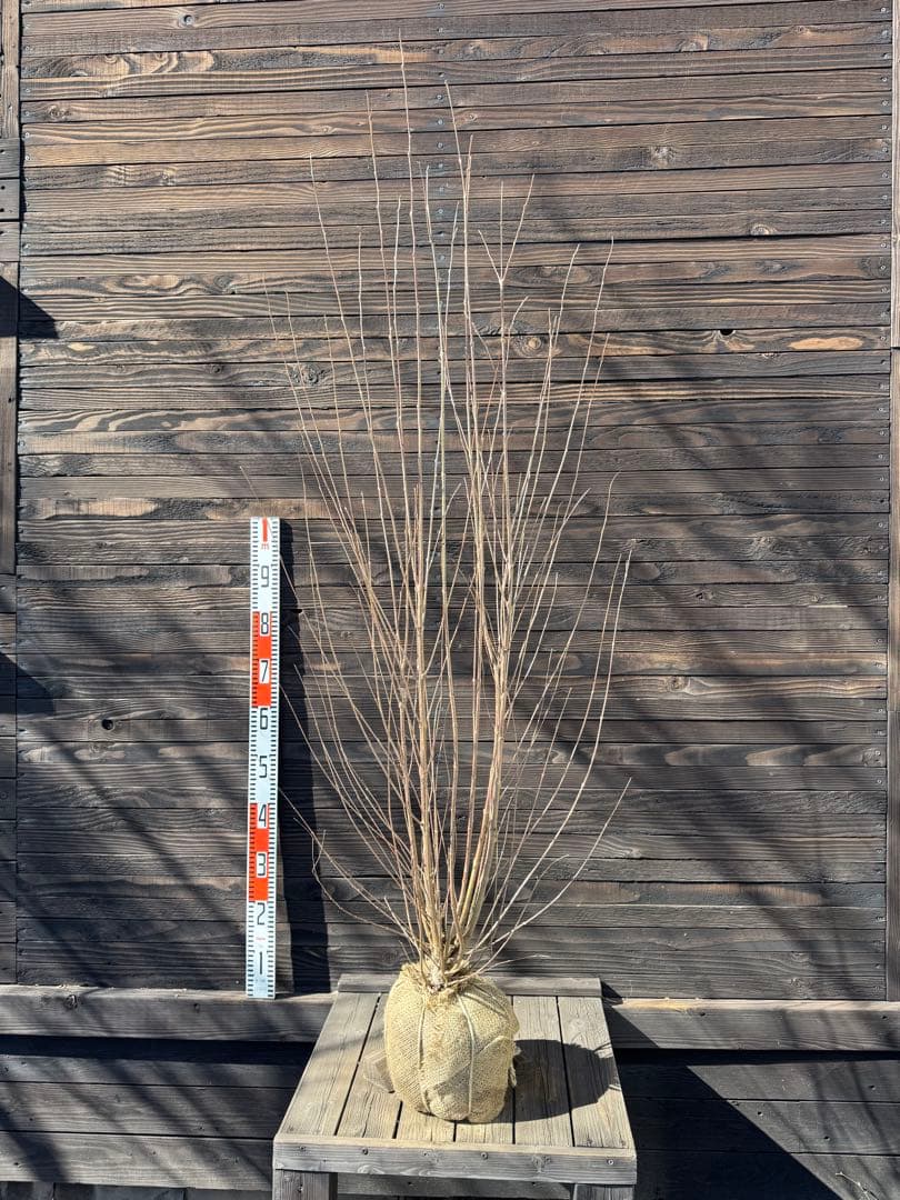 カツラ（桂）本株立ち【現品発送】管理 80052