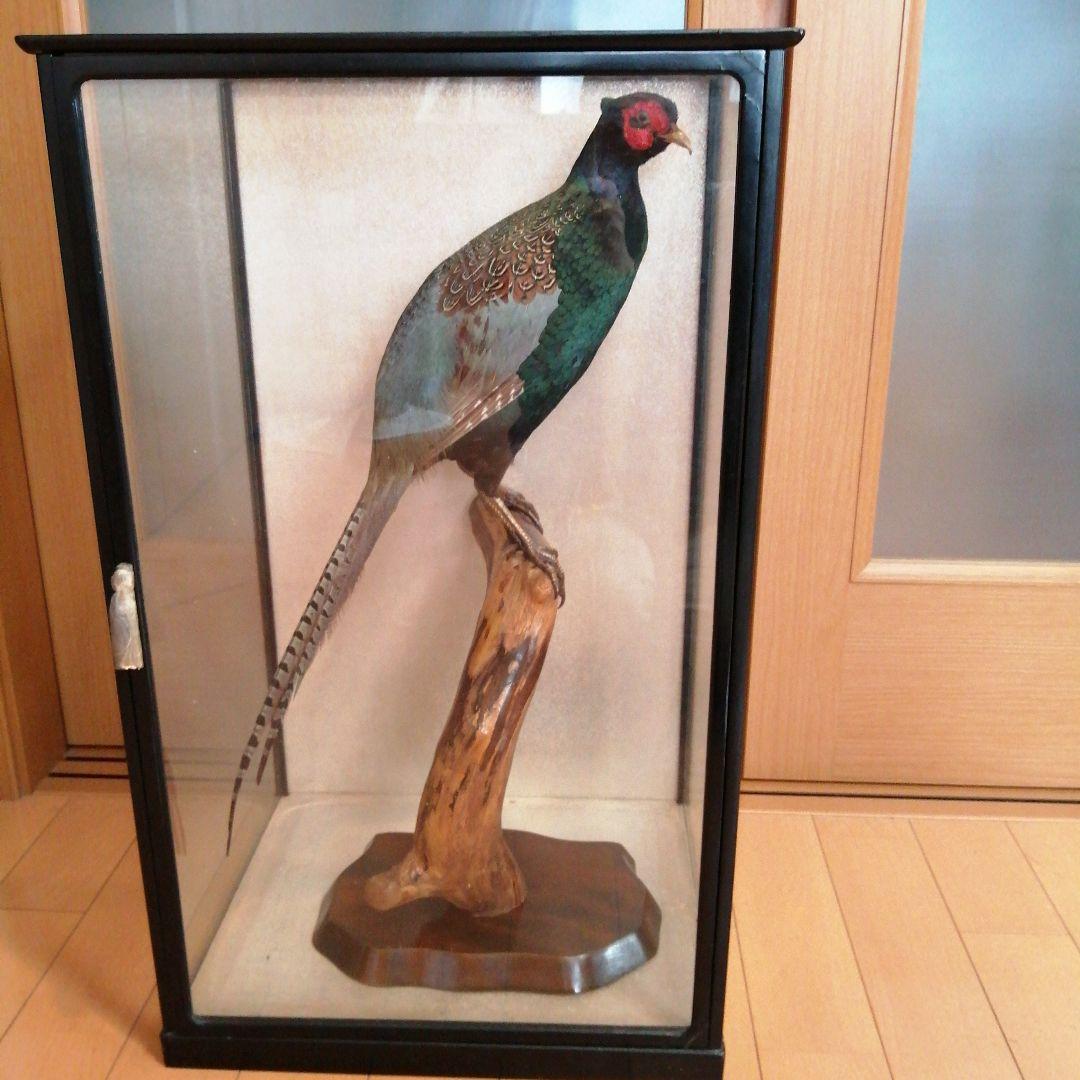 キジ　剥製　ガラスケース付