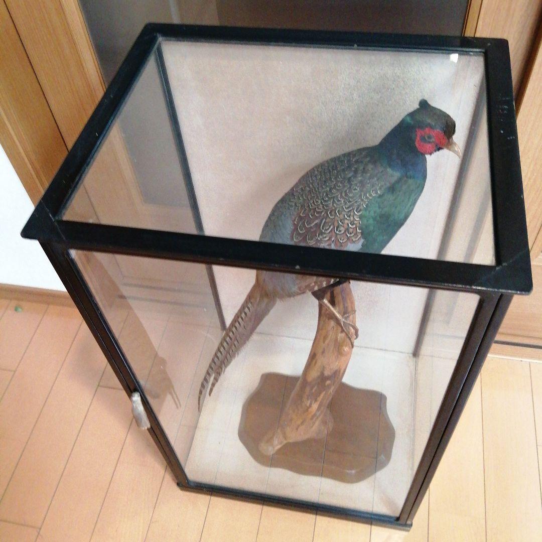 キジ　剥製　ガラスケース付