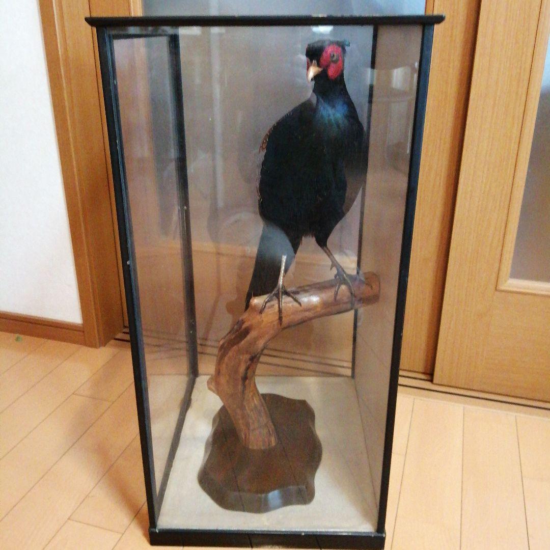 キジ　剥製　ガラスケース付