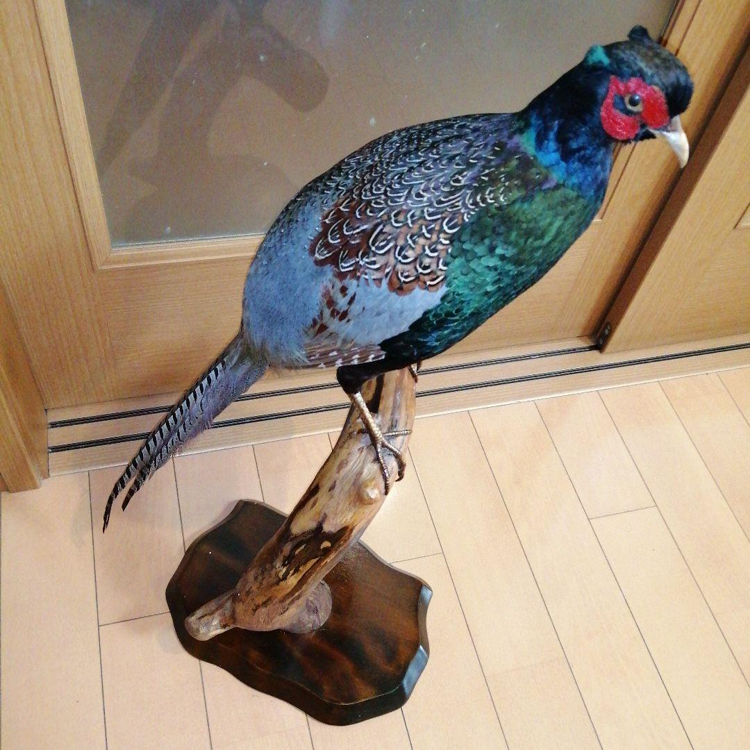 キジ　剥製　ガラスケース付