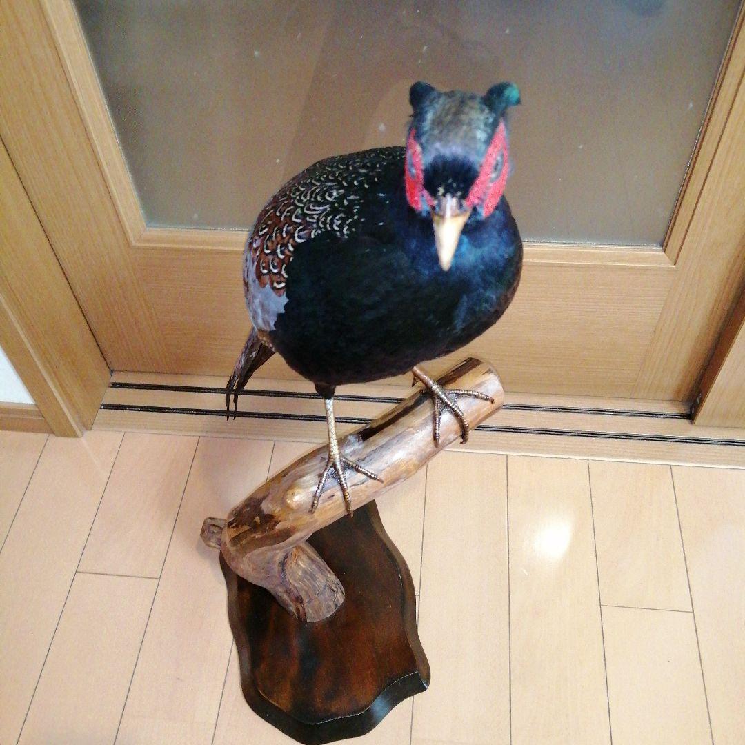キジ　剥製　ガラスケース付