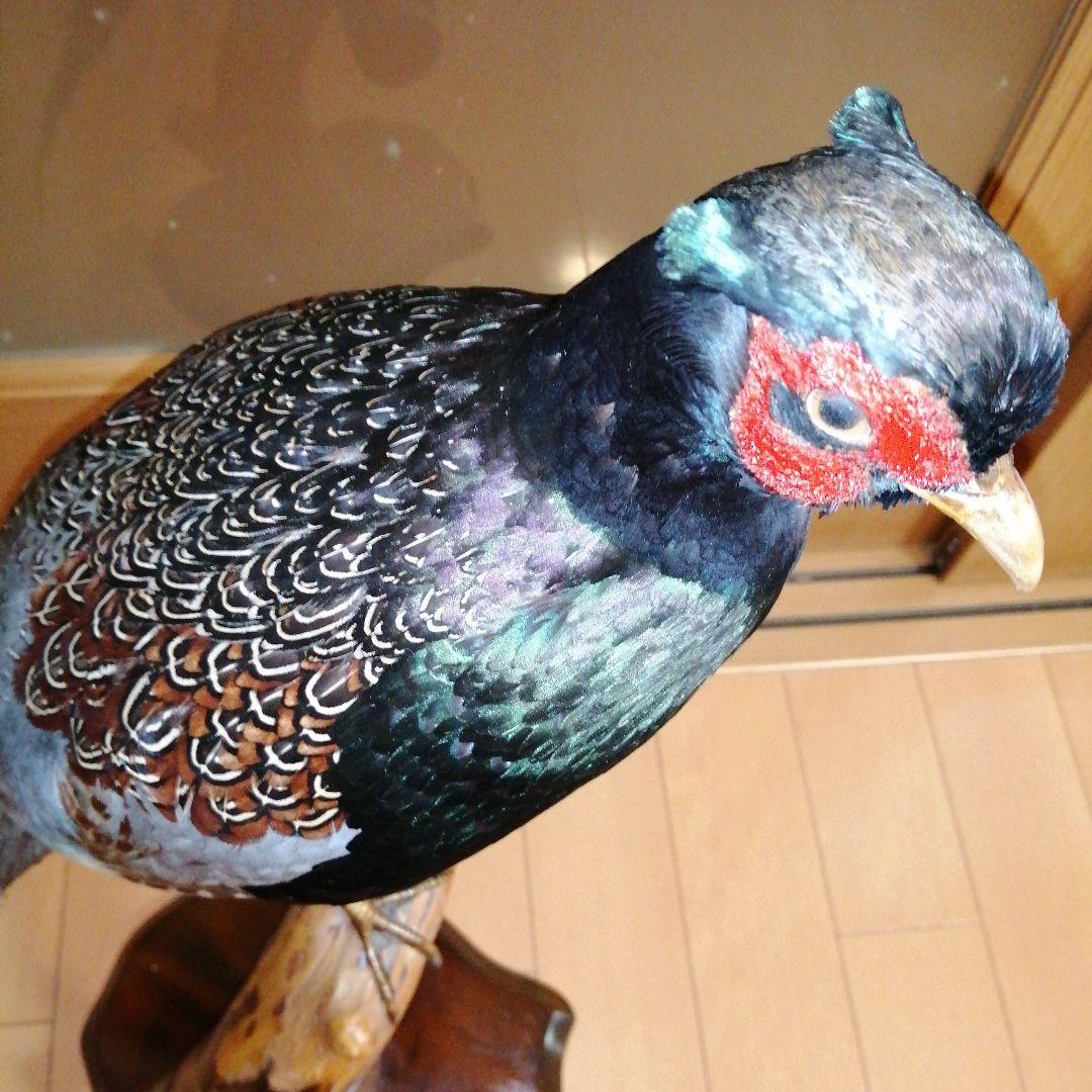 キジ　剥製　ガラスケース付