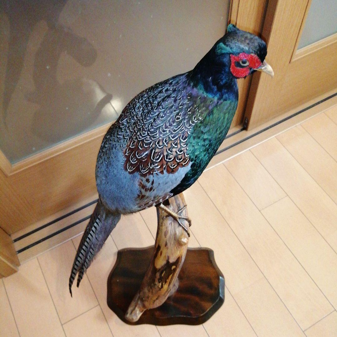 キジ　剥製　ガラスケース付