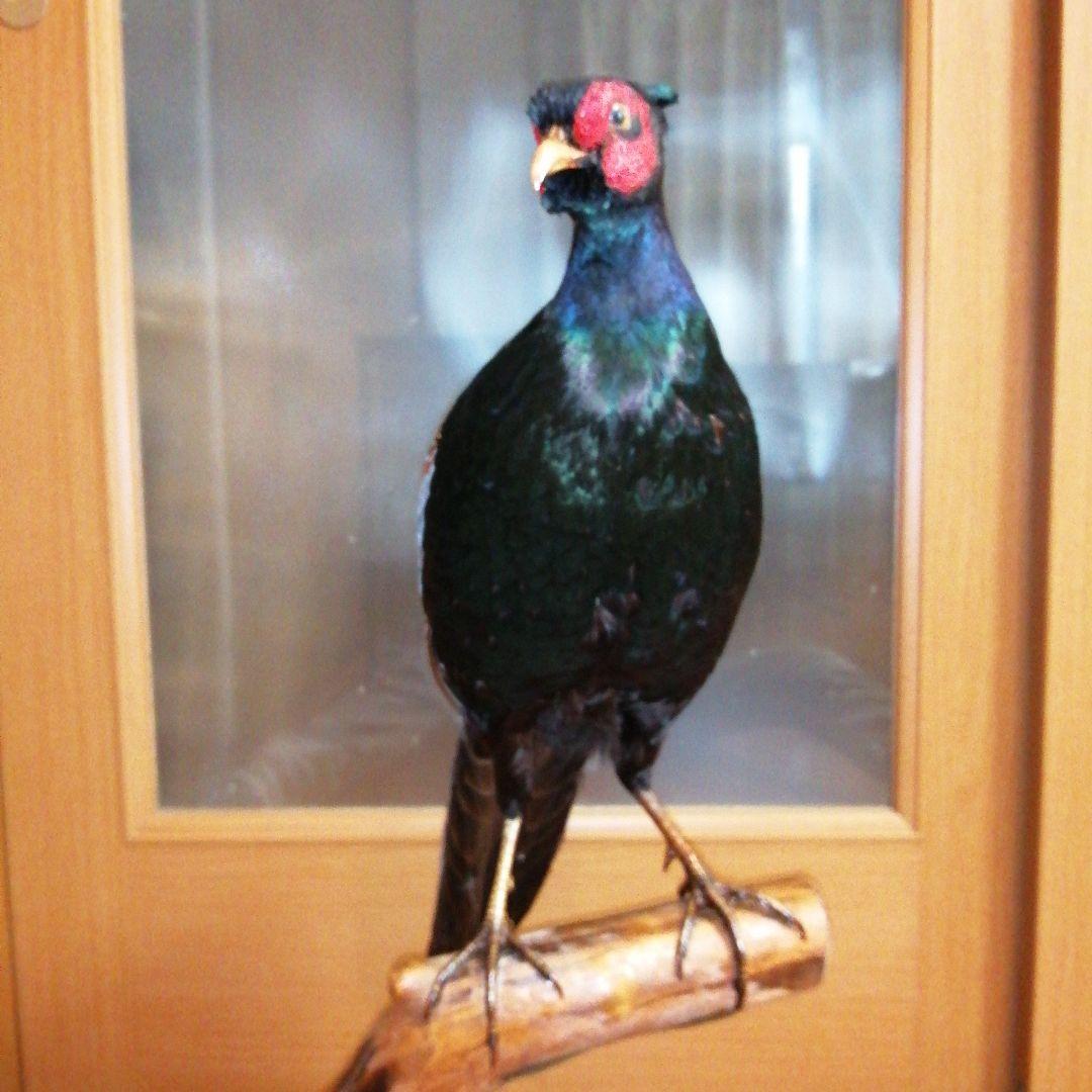 キジ　剥製　ガラスケース付