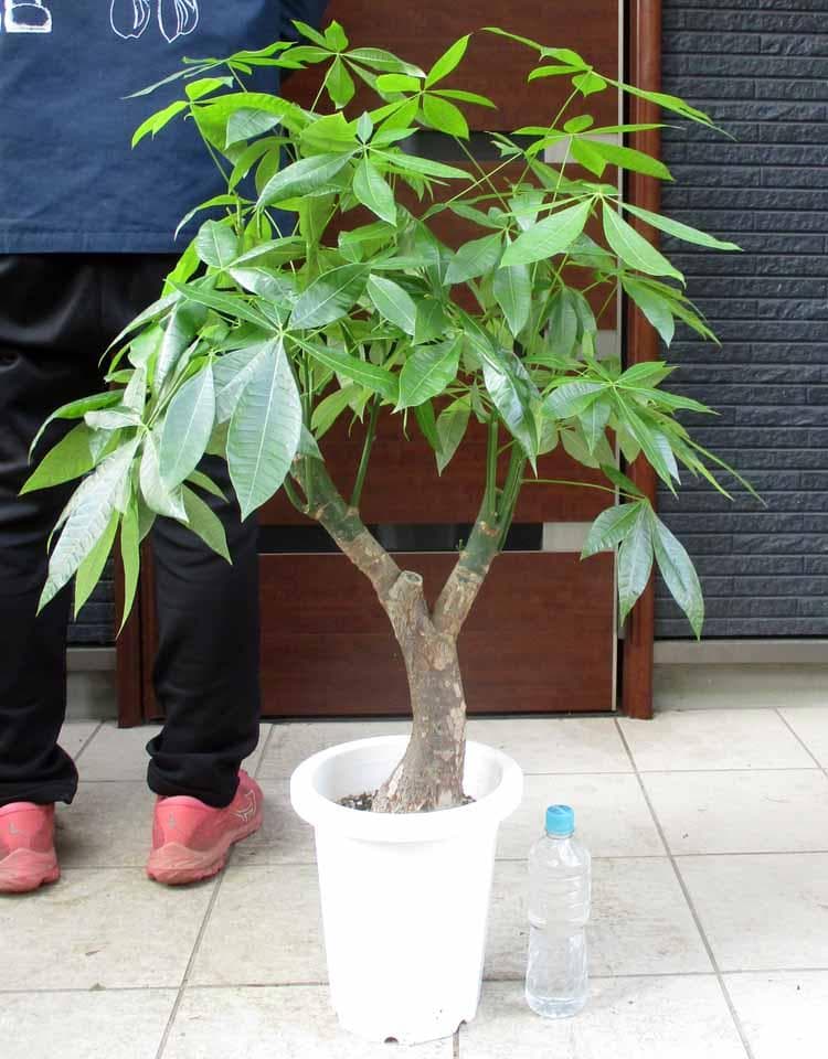 【現品】パキラ　極太　8号　E53番