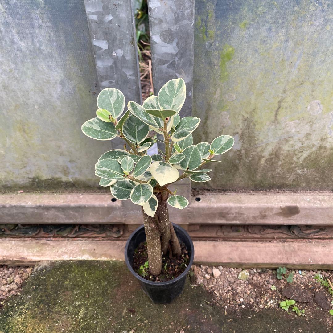 パンダガジュマル　斑入り　希少　3.５号　接木