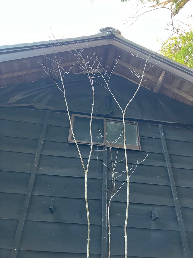 83 山採り　アオダモ