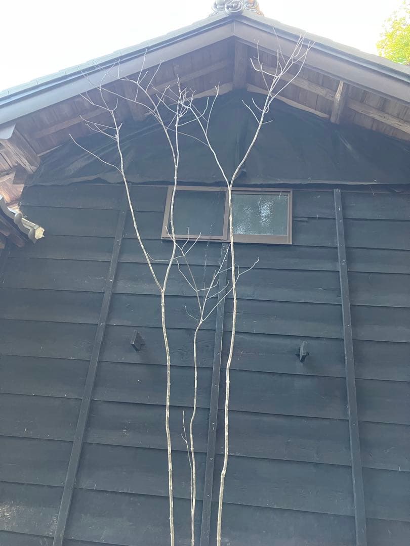 83 山採り　アオダモ