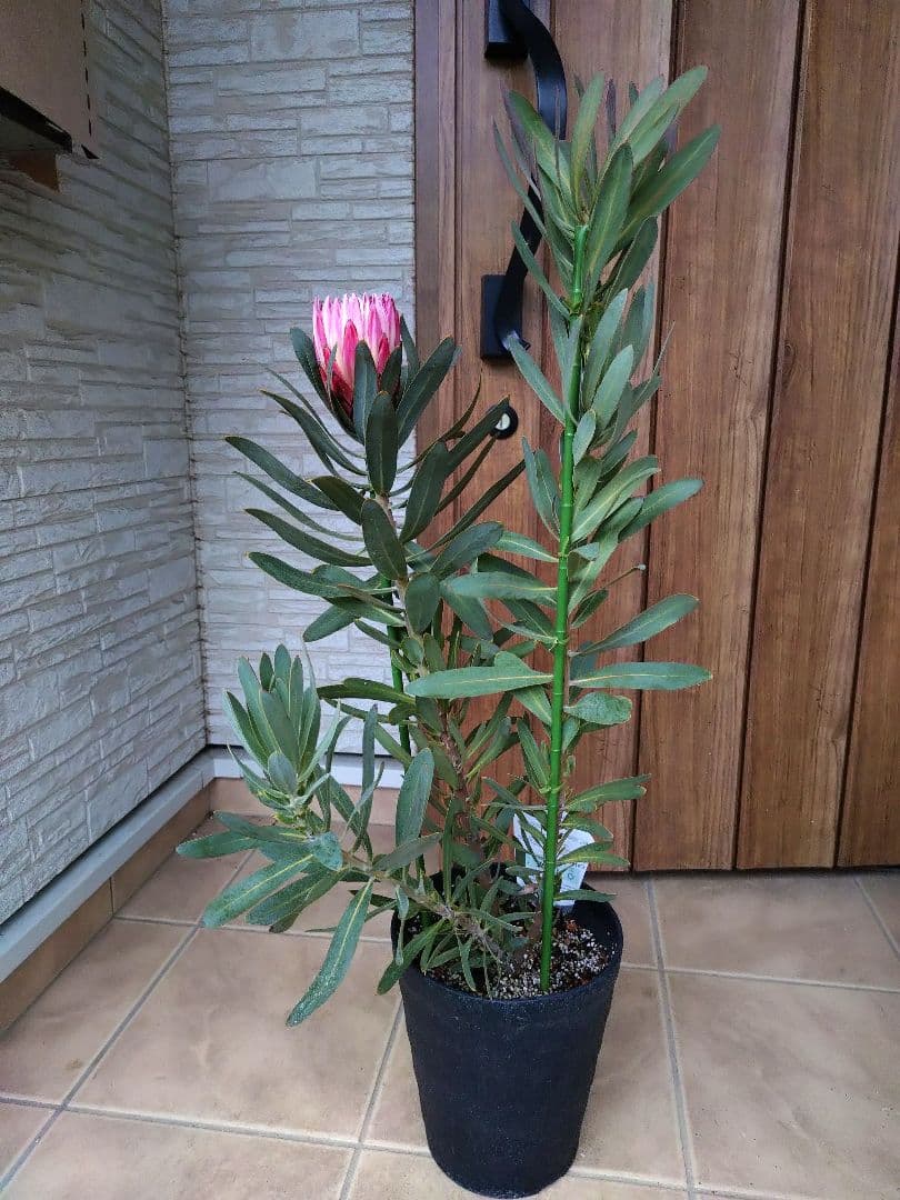 プロテア　ピンククリーム　７号（バンクシア、グレビレア、リューカデンドロン）