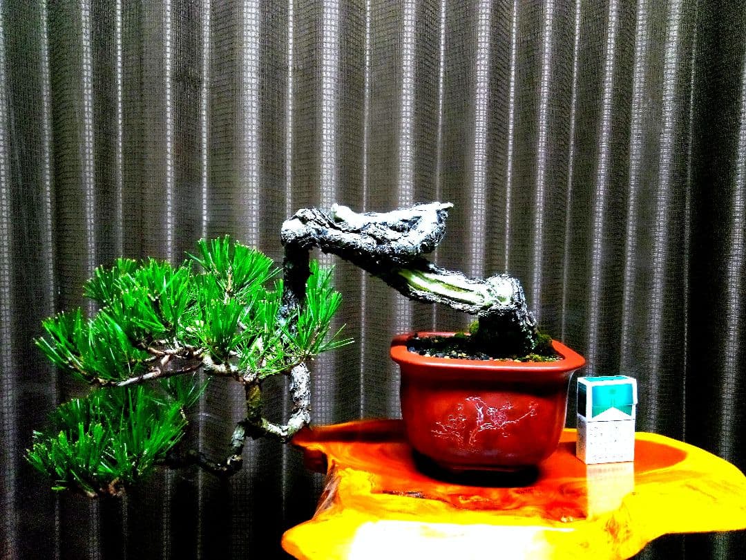 【貴風 山採り 赤松盆栽】　　　⭕天然舎利、幹曲、古木❗