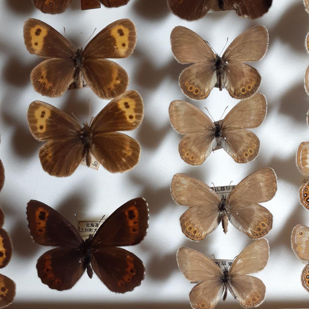 蝶標本ベニヒカゲ、クモマベニヒカゲ、シロオビヒメヒカゲ中型ドイツ標本箱入り