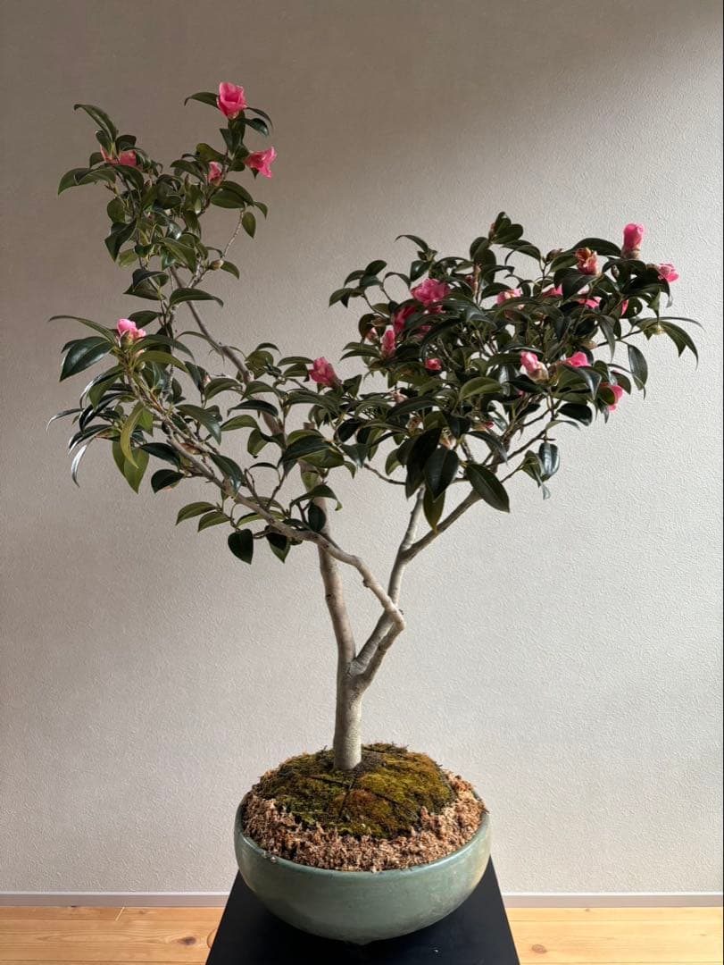 椿　侘助　赤　盆栽　花もの盆栽　大品