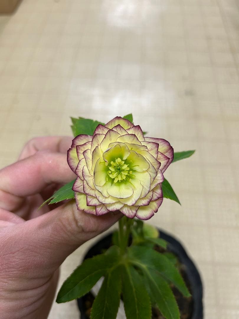 レモンイエロー爪ピコティ 加藤農園クリスマスローズ同梱可能