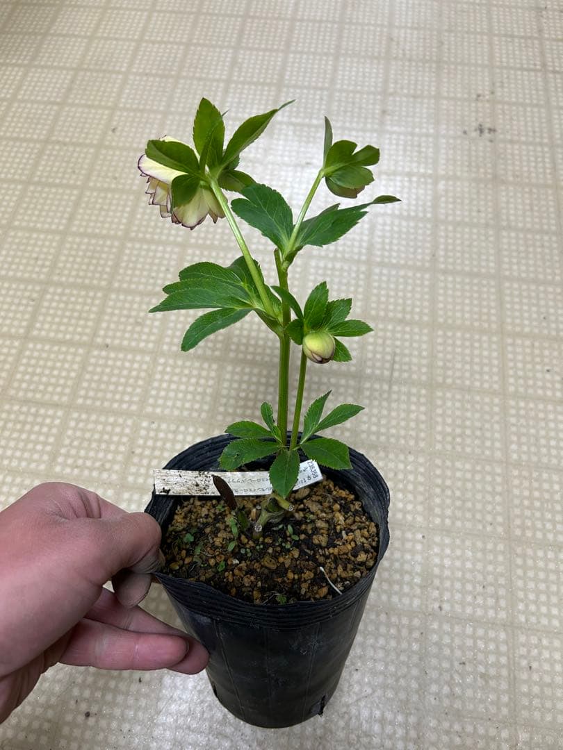 レモンイエロー爪ピコティ 加藤農園クリスマスローズ同梱可能