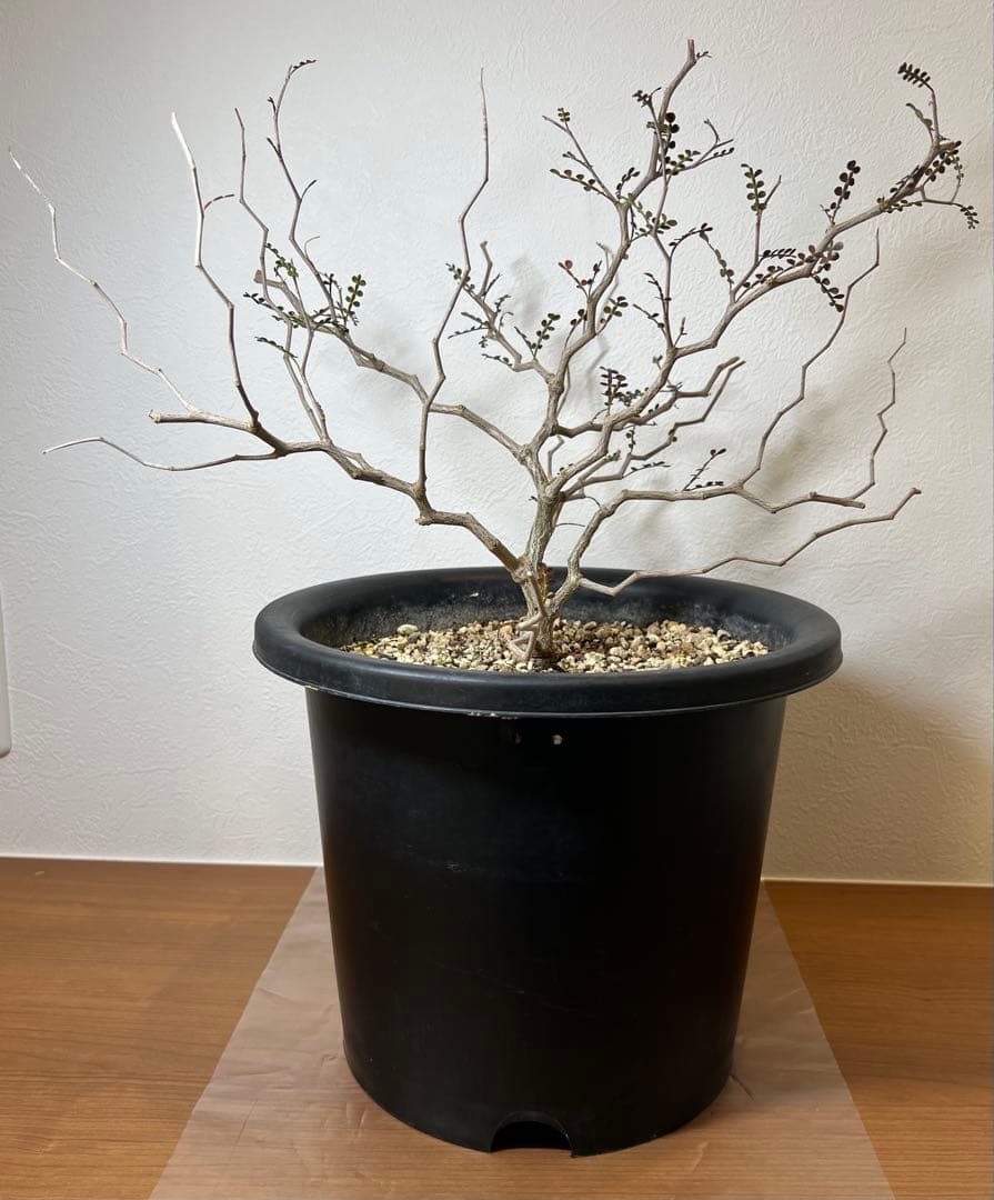 オペルクリカリア・パキプス　塊根植物・コーデックス