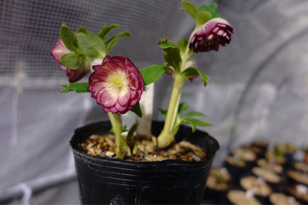 クリスマスローズ　紅白の輝き