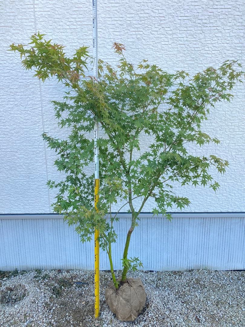 イロハモミジ　２本立ち